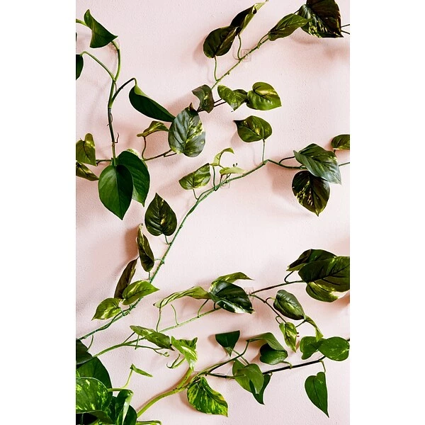 Command™ Clear Hooks Command™ Mini Hooks, Clear, 30 Hooks (17006CLR-30NA) 4 Command™ Clear Hooks Command™ Mini Hooks, Clear, 30 Hooks (17006CLR-30NA) - Image 2